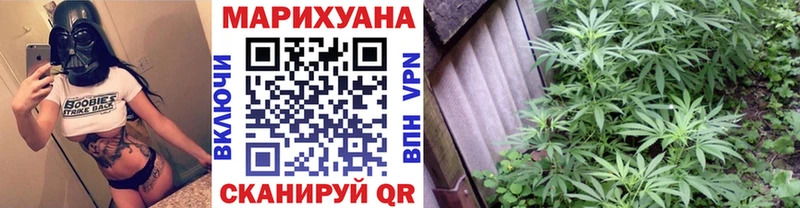 Конопля OG Kush  Купить  Звенигород 